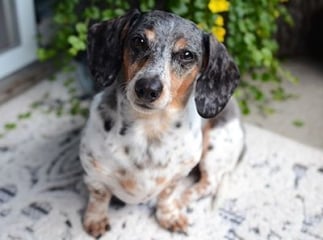 Assurance - Chien de race